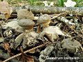 Geastrum berkeleyi-amf824